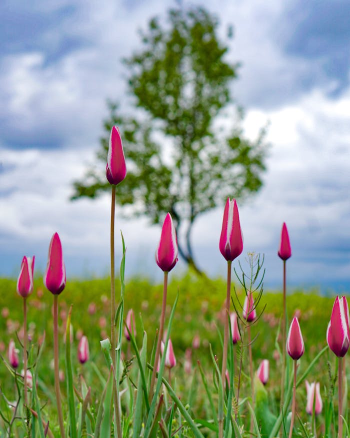 Beautiful pink tulips blooming in a vibrant spring landscape in Srinagar.